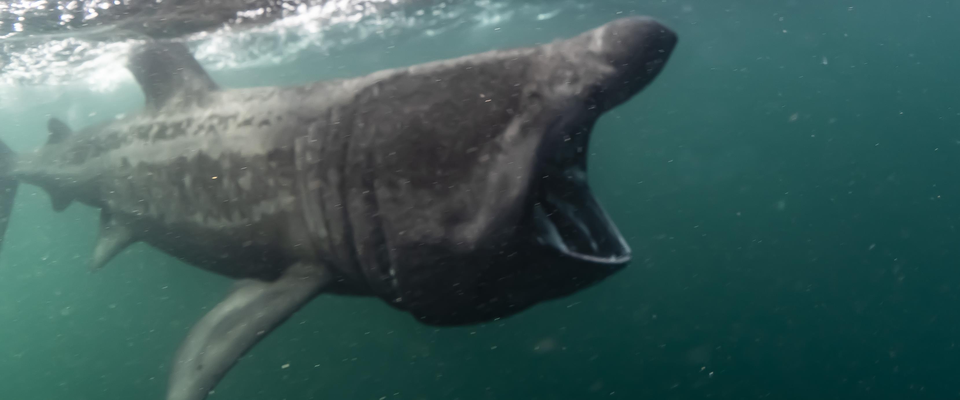 basking shark mouth open